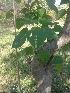  (Gmelina arborea - MP2019)  @11 [ ] Copyright (2014) PHCDBS Paul Hebert Centre For DNA Barcoding And Biodiversity Studies