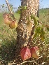  ( - MP2030)  @11 [ ] Copyright (2014) PHCDBS Paul Hebert Centre For DNA Barcoding And Biodiversity Studies