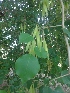  ( - MP2049)  @11 [ ] Copyright (2014) G.D. Khedkar Paul Hebert Centre For DNA Barcoding And Biodiversity Studies