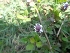  ( - MP2053)  @11 [ ] Copyright (2014) G.D. Khedkar Paul Hebert Centre For DNA Barcoding And Biodiversity Studies