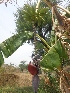  ( - MP2064)  @11 [ ] Copyright (2014) G.D. Khedkar Paul Hebert Centre For DNA Barcoding And Biodiversity Studies
