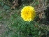  ( - MP2066)  @11 [ ] Copyright (2014) G.D. Khedkar Paul Hebert Centre For DNA Barcoding And Biodiversity Studies
