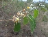  ( - MP2072)  @11 [ ] Copyright (2014) G.D. Khedkar Paul Hebert Centre For DNA Barcoding And Biodiversity Studies