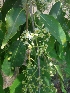  ( - MP2077)  @11 [ ] Copyright (2014) G.D. Khedkar Paul Hebert Centre For DNA Barcoding And Biodiversity Studies