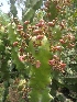  ( - MP2084)  @11 [ ] Copyright (2014) G.D. Khedkar Paul Hebert Centre For DNA Barcoding And Biodiversity Studies