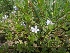  ( - MP2085)  @11 [ ] Copyright (2014) G.D. Khedkar Paul Hebert Centre For DNA Barcoding And Biodiversity Studies