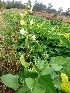  ( - MP2089)  @11 [ ] Copyright (2014) G.D. Khedkar Paul Hebert Centre For DNA Barcoding And Biodiversity Studies