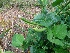  ( - MP2094)  @11 [ ] Copyright (2014) G.D. Khedkar Paul Hebert Centre For DNA Barcoding And Biodiversity Studies