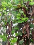  ( - MP2098)  @11 [ ] Copyright (2014) G.D. Khedkar Paul Hebert Centre For DNA Barcoding And Biodiversity Studies
