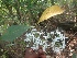 ( - MP2107)  @11 [ ] Copyright (2014) G.D. Khedkar Paul Hebert Centre For DNA Barcoding And Biodiversity Studies