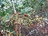  ( - MP2108)  @11 [ ] Copyright (2014) G.D. Khedkar Paul Hebert Centre For DNA Barcoding And Biodiversity Studies