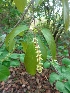  ( - MP2109)  @11 [ ] Copyright (2014) G.D. Khedkar Paul Hebert Centre For DNA Barcoding And Biodiversity Studies