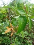  ( - MP2111)  @11 [ ] Copyright (2014) G.D. Khedkar Paul Hebert Centre For DNA Barcoding And Biodiversity Studies