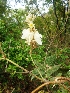  (Paracalyx - MP2112)  @11 [ ] Copyright (2014) G.D. Khedkar Paul Hebert Centre For DNA Barcoding And Biodiversity Studies