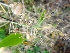  ( - MP2117)  @11 [ ] Copyright (2014) G.D. Khedkar Paul Hebert Centre For DNA Barcoding And Biodiversity Studies