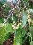  ( - MP2120)  @11 [ ] Copyright (2014) G.D. Khedkar Paul Hebert Centre For DNA Barcoding And Biodiversity Studies