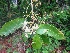  ( - MP2121)  @11 [ ] Copyright (2014) G.D. Khedkar Paul Hebert Centre For DNA Barcoding And Biodiversity Studies