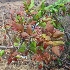  ( - MP2145)  @11 [ ] Copyright (2014) PHCDB Paul Hebert Centre For DNA Barcoding And Biodiversity Studies