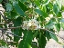 ( - MP2146)  @11 [ ] Copyright (2014) PHCDB Paul Hebert Centre For DNA Barcoding And Biodiversity Studies