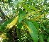  ( - MP2156)  @11 [ ] Copyright (2014) PHCDB Paul Hebert Centre For DNA Barcoding And Biodiversity Studies