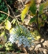  ( - MP2163)  @11 [ ] Copyright (2014) PHCDB Paul Hebert Centre For DNA Barcoding And Biodiversity Studies