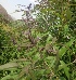  ( - MP2173)  @11 [ ] Copyright (2014) PHCDB Paul Hebert Centre For DNA Barcoding And Biodiversity Studies