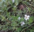  ( - MP2195)  @11 [ ] Copyright (2014) PHCDB Paul Hebert Centre For DNA Barcoding And Biodiversity Studies