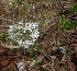  ( - MP2212)  @11 [ ] Copyright (2014) PHCDB Paul Hebert Centre For DNA Barcoding And Biodiversity Studies