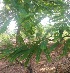  ( - MP2218)  @11 [ ] Copyright (2014) PHCDB Paul Hebert Centre For DNA Barcoding And Biodiversity Studies