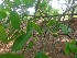 ( - MP2219)  @11 [ ] Copyright (2014) PHCDB Paul Hebert Centre For DNA Barcoding And Biodiversity Studies