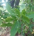  ( - MP2221)  @11 [ ] Copyright (2014) PHCDB Paul Hebert Centre For DNA Barcoding And Biodiversity Studies