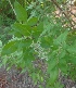  ( - MP2225)  @11 [ ] Copyright (2014) PHCDB Paul Hebert Centre For DNA Barcoding And Biodiversity Studies