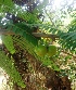  ( - MP2214)  @11 [ ] Copyright (2014) PHCDB Paul Hebert Centre For DNA Barcoding And Biodiversity Studies
