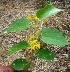  ( - MP2232)  @11 [ ] Copyright (2014) PHCDB Paul Hebert Centre For DNA Barcoding And Biodiversity Studies