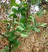  ( - MP2233)  @11 [ ] Copyright (2014) PHCDB Paul Hebert Centre For DNA Barcoding And Biodiversity Studies