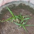  ( - MP2241)  @11 [ ] Copyright (2014) PHCDB Paul Hebert Centre For DNA Barcoding And Biodiversity Studies