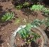  ( - MP2267)  @11 [ ] Copyright (2014) PHCDB Paul Hebert Centre For DNA Barcoding And Biodiversity Studies