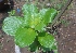  ( - MP2277)  @11 [ ] Copyright (2014) PHCDB Paul Hebert Centre For DNA Barcoding And Biodiversity Studies