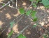  ( - MP2283)  @11 [ ] Copyright (2014) PHCDB Paul Hebert Centre For DNA Barcoding And Biodiversity Studies