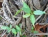  ( - MP2290)  @11 [ ] Copyright (2014) PHCDB Paul Hebert Centre For DNA Barcoding And Biodiversity Studies