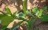  ( - MP2300)  @11 [ ] Copyright (2014) PHCDB Paul Hebert Centre For DNA Barcoding And Biodiversity Studies