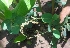 ( - MP2310)  @11 [ ] Copyright (2014) PHCDB Paul Hebert Centre For DNA Barcoding And Biodiversity Studies