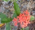  ( - MP2315)  @11 [ ] Copyright (2014) PHCDB Paul Hebert Centre For DNA Barcoding And Biodiversity Studies