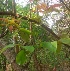  ( - MP2327)  @11 [ ] Copyright (2014) PHCDB Paul Hebert Centre For DNA Barcoding And Biodiversity Studies