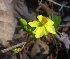  ( - MP2330)  @11 [ ] Copyright (2014) PHCDB Paul Hebert Centre For DNA Barcoding And Biodiversity Studies