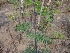  ( - MP2333)  @11 [ ] Copyright (2014) PHCDB Paul Hebert Centre For DNA Barcoding And Biodiversity Studies