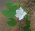  ( - MP2337)  @11 [ ] Copyright (2014) PHCDB Paul Hebert Centre For DNA Barcoding And Biodiversity Studies