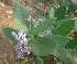  ( - MP2338)  @11 [ ] Copyright (2014) PHCDB Paul Hebert Centre For DNA Barcoding And Biodiversity Studies