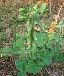  ( - MP2341)  @11 [ ] Copyright (2014) PHCDB Paul Hebert Centre For DNA Barcoding And Biodiversity Studies