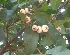  ( - MP2345)  @11 [ ] Copyright (2014) PHCDB Paul Hebert Centre For DNA Barcoding And Biodiversity Studies